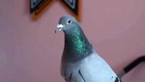 Спасеният гълъб понякога летяше на баба си